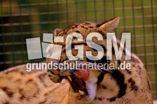 Nebelparder (14).jpg